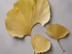 Dried yellow ginkgo leaves, fan-shaped with radiating veins and a notched outer edge, laid flat on a pale grey surface