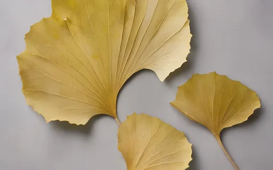 Dried yellow ginkgo leaves, fan-shaped with radiating veins and a notched outer edge, laid flat on a pale grey surface