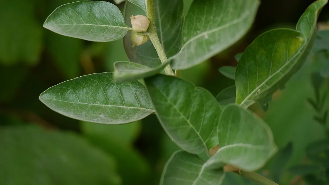 The green leaves and berries of a Withania somnifera plant