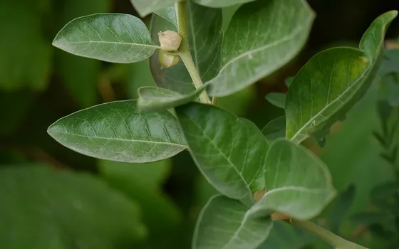 The green leaves and berries of a Withania somnifera plant