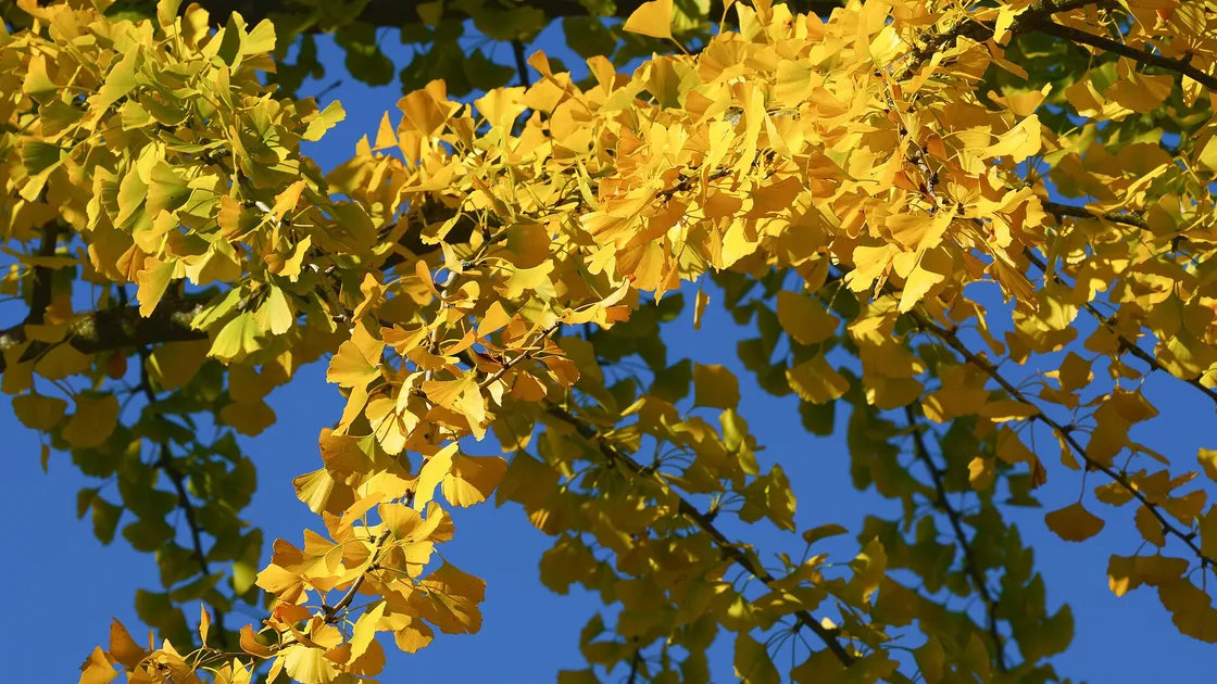 Golden yellow fan-shaped ginkgo leaves on branches against a bright blue sky