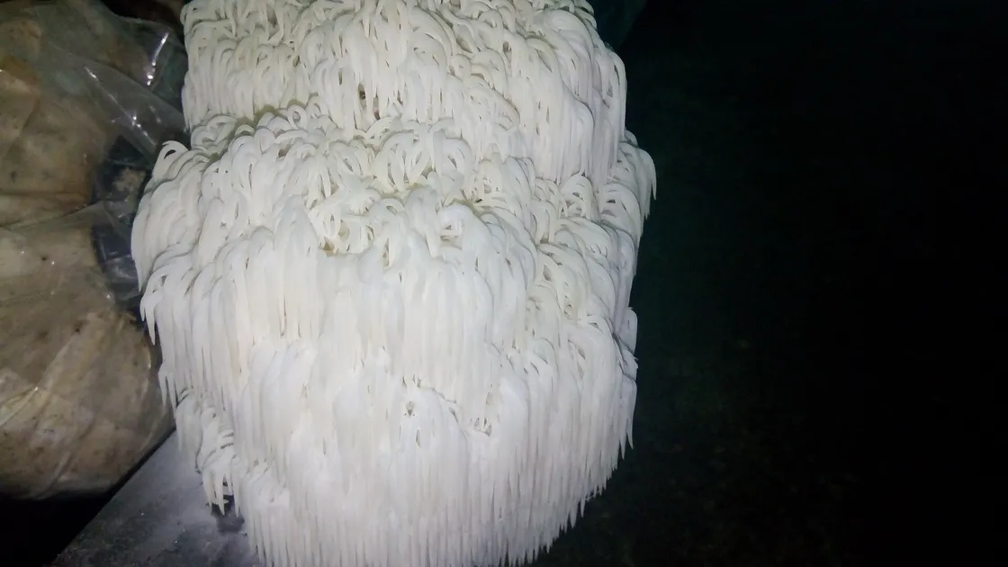 A cluster of shaggy white lion's mane mushroom