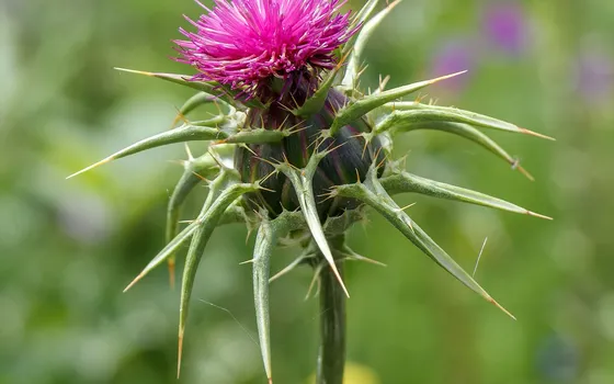 A milk thistle flower head, purple and spined, against green foliage