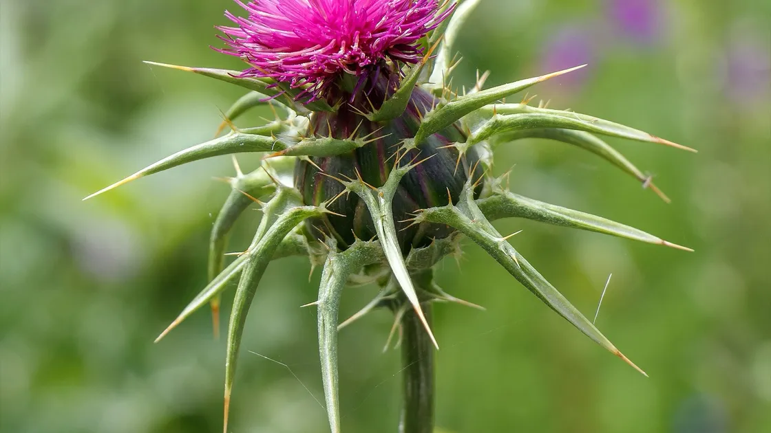 A milk thistle flower head, purple and spined, against green foliage