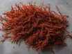 A tangle of dried reddish-brown seaweed on a pale slate surface