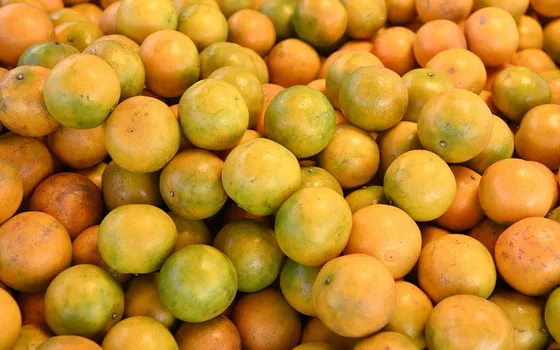 A pile of ripe oranges with mottled green and orange skins